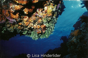 From under a ledge- Cozumel by Lisa Hinderlider 